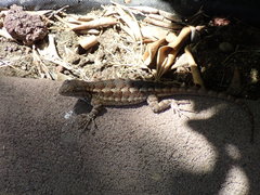 Sceloporus occidentalis