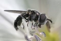 Brachycera