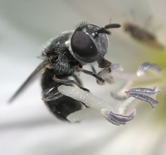 Brachycera