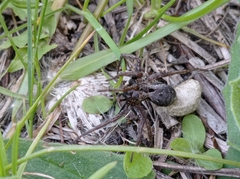 Alopecosa inquilina