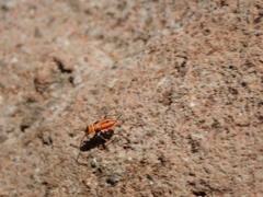 Lygaeus kalmii