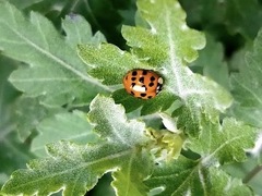 Harmonia axyridis