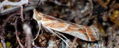 Ancylosis cinnamomella