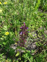 Dracocephalum nutans