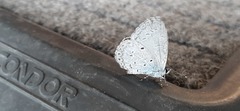 Celastrina lavendularis himilcon