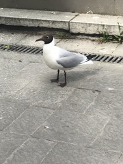 Chroicocephalus ridibundus