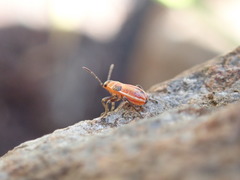 Lygaeus kalmii