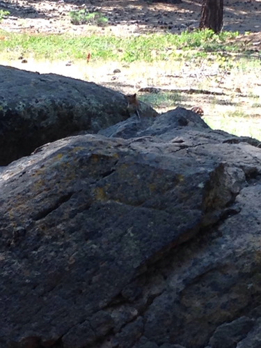 iNaturalist observation photo of Common Golden-mantled Ground Squirrel