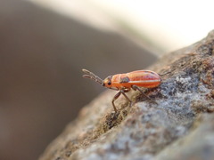Lygaeus kalmii