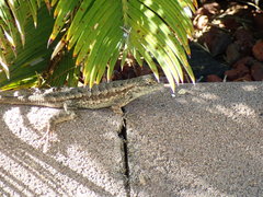 Sceloporus occidentalis