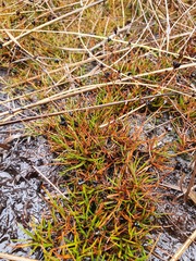 Juncus antarcticus