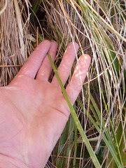 Aciphylla lyallii