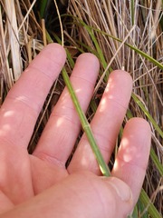 Aciphylla lyallii