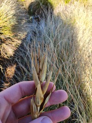 Aciphylla lyallii