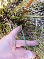 Aciphylla lyallii