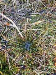 Aciphylla pinnatifida