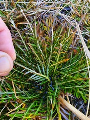 Aciphylla pinnatifida