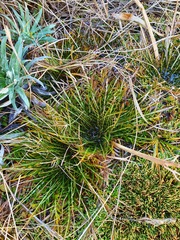 Aciphylla pinnatifida