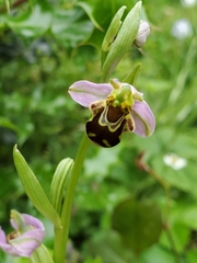 Ophrys apifera
