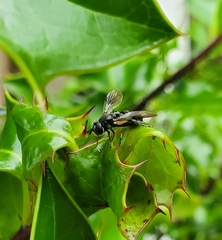 Diptera