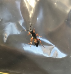 Ichneumon promissorius