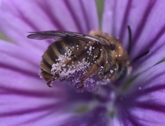Anthophila