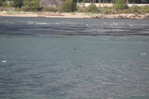 photo of Pigeon Guillemot (Cepphus columba)