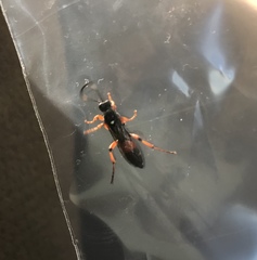 Ichneumon promissorius