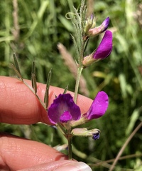 Vicia sativa nigra