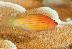 Pseudocheilinus octotaenia