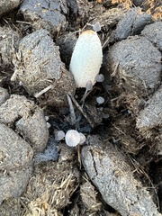 Coprinus sterquilinus