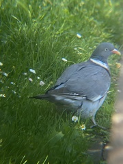 Columba palumbus