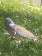 Columba palumbus