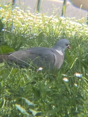 Columba palumbus