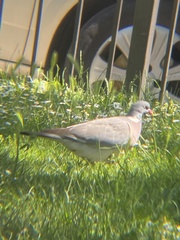 Columba palumbus