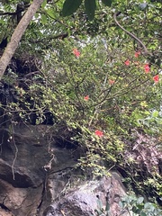 Rhododendron nakaharae