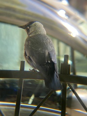Corvus monedula