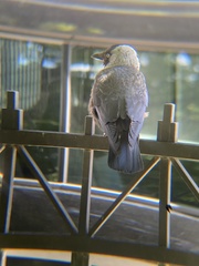 Corvus monedula