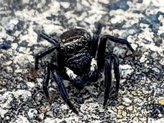 Salticinae
