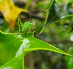 Leptophyes punctatissima