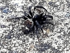 Salticinae