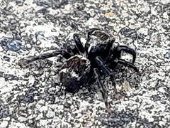 Salticinae