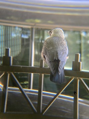 Corvus monedula