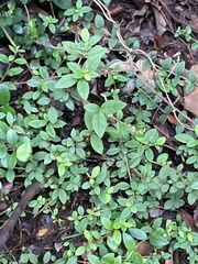 Rhododendron nakaharae