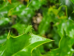 Leptophyes punctatissima
