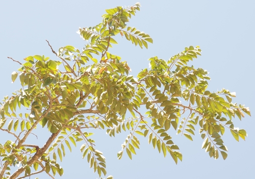 Pterocarpus angolensis