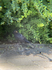 Turdus merula