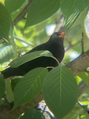 Turdus merula
