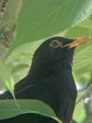 Turdus merula