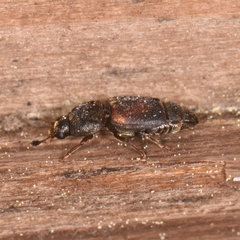 Caplothorax lugubris